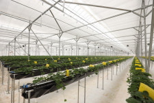 베트남에 한국형 스마트팜 시범 시설 오늘 준공