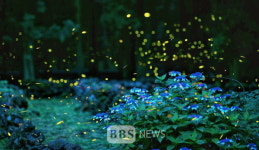 제주서 반딧불을 가장 많이 볼 수 있는 시간때는?