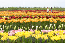 농진청, 새만금 간척지에 화훼 단지 조성