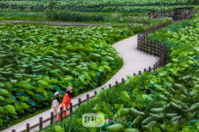 안심창조밸리 연꽃마을 축제 12일 개막