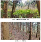 제주 거문오름 식생...삼나무 벌채하니 천연림과 유사