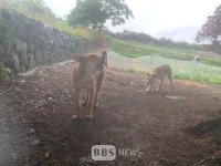 지난해 제주시지역서 들개 477마리 포획…시, 피해 최소화 총력