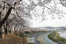 영주 서천 뚝방길·원당천 벚꽃비 내린다...본격 개화 시작