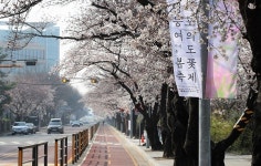 여의서로 벚꽃길 4월 1일부터 교통통제