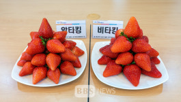 경북도, 수출용 딸기 신품종 농가 보급 확대