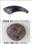 공룡발톱 화석 등 지질유산 831점 국가귀속