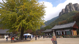 경북 청송 주왕산에서 맨발로 힐링해요~, 느낌과 쉼이 있는 맨발 걷기 행사 열려
