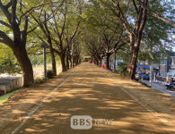 대구 동구, 금호강변 제방 벚나무길 맨발산책로 조성