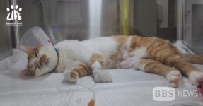 부산 등 전국 각지서 반려묘 급성 신경 질환...동물보호단체 특정 사료 원인 추정