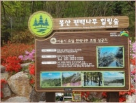 서울 유일 편백숲(扁柏林) 장애인 사랑길...서울광장 약5배 넓이