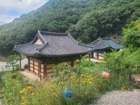 [숨은 절을 찾아서] 충북 최고(最古) 사찰 월리사 금계국 물결 넘실