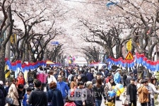향기 품은 벚꽃길 구경 오세요…전농로 왕벚꽃 축제 28~30일