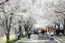 이번 주말  달성군에서 벚꽃의 향연 펼쳐진다