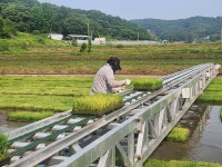 청주시, 낭성면에 벼 육묘 이앙 자동화 단지 조성