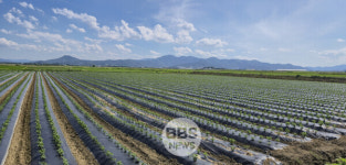 경북도 주주형 이모작 공동영농 확대...현재 21곳에서 추진