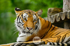 국립백두대간수목원, 국제 호랑이의 날  맞이 테마전시...다양한 볼거리 제공
