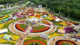 인제 가을꽃축제 27일 개막...10월 19일까지 용대관광지 일원서 개최