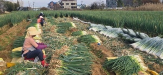 청주시 대파 재배기술 지원…오송농가 생산비↓ 소득↑