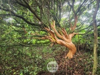 제주서 후박나무 껍질 무단으로 벗겨 판매한 50대 남성 구속