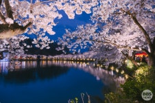 경상북도문화관광공사, 3월 봄맞이 꽃구경 가자…대릉원∙연화지 벚꽃, 호미곶 유채꽃밭 선정