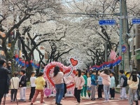 제19회 전농로 왕벚꽃 축제 27~29일 개최…바가지 요금 신고센터 운영