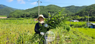 월 1만 원 집부터 맞춤 멘토링까지...청도가 만들어낸 귀농·귀촌의 명답