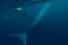 지구상에서 가장 큰 동물, 대왕고래의 비밀을 벗긴 다큐 방송