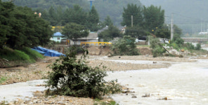 폭우에 떠내려 간 벚나무 ‘처참한 벚꽃 명소’