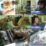 동물농장 누렁이 사연 소개해 ‘주인 학대에 안부러진 뼈가 없어’