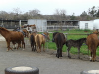 화창한 봄 제주는 지금 체험 승마장 북적