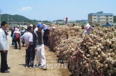 전남 고흥마늘 산지경매 호평 받아