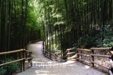 [현장 스케치] 담양대나무축제 그곳엔 푸르름이 있었네