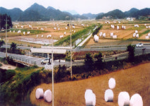 완도군 청보리 사업 축산농가 효자노릇 ‘톡톡’