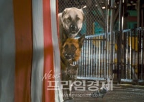 3D애니멀 블록버스터 ‘캣츠 앤 독스 2’ 9월 16일 개봉