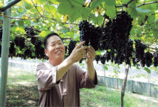 한그루 1500송이 명품포도 구입문의 쇄도