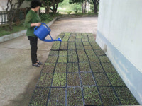 기침과 천식 특효식물 곰보배추