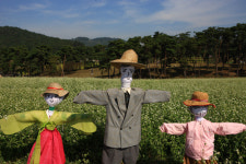 정읍 고부 두승산 청정메밀축제 시작