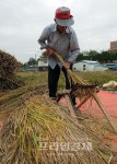 [포토뉴스] 함평, 전통 탁곡기인 홀태로 벼 탁자하는 농민
