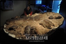 목포 자연사박물관 육식공룡 둥지 화석 특별전