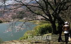 [포토]봄꽃이 섬진강변으로 번지기 시작