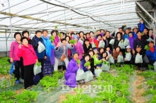 두부랑 상추랑.. 도시민 웰빙체험“딱”