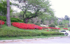 김제시, 성산근린공원 철쭉꽃 만개