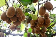 김제시 아열대 과수재배