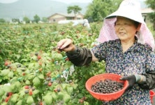 복분자 드시고 힘내세요~~