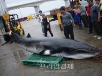 전남 신안군 임자도 해상서 밍크고래 발견