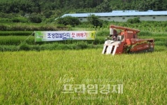 전남 담양군 금성면 봉황단지 첫 햅쌀 수확