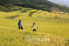 [포토뉴스]황금물결 들녘의 풍요로움에 취해보자
