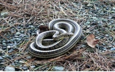 생태교육 길라잡이 ‘남도 양서ㆍ파충류’ 화보집 발간
