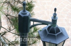 [포토] 말 안듣는 청개구리 가로등 위엔 왜?