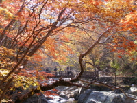 [포토] 지리산둘레길․구룡계곡 오색단풍 향연